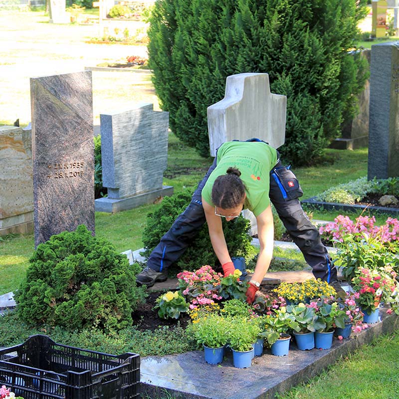 Grabbepflanzung und Pflege von Fachkräften aus der Gärtnerei Konzelmann-Höfer. Gärtnerin bepflanzt Grab auf dem Friedhof mit frischen Pflanzen.
