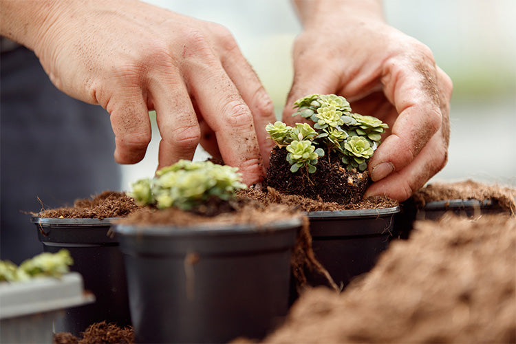 Hier wird von Hand mit gärtnerischem Know-How die Pflanzen gesetzt und gepflanzt. Hände drücken Steinpflanzen in die Töpfe mit Erde gefüllt.