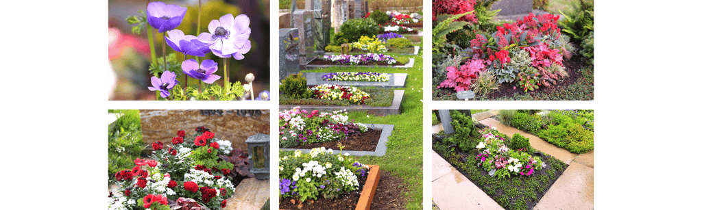 Impressionen von verschiedenen Grabbepflanzungen. Blühende Blumen und Pflanzen auf dem Grab und dem Friedhof. Von Fachkräften aus der Gärtnerei Konzelmann-Höfer gepflanzt und gepflegt.